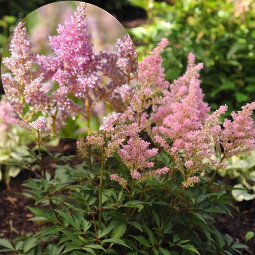 Astilbe 'Darwin's Dream' - Astilbe 'Darwin's Dream' C2/2L